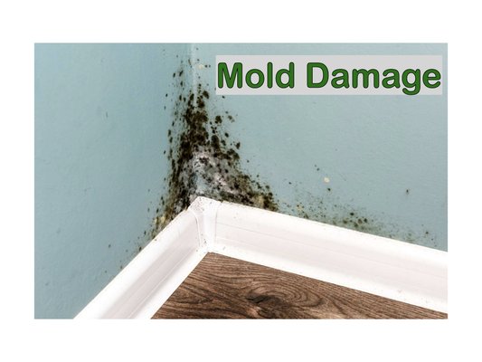 Mold Pictures - Mold pics of work we've done. Mold Pictures - Mold pics of work we've done.