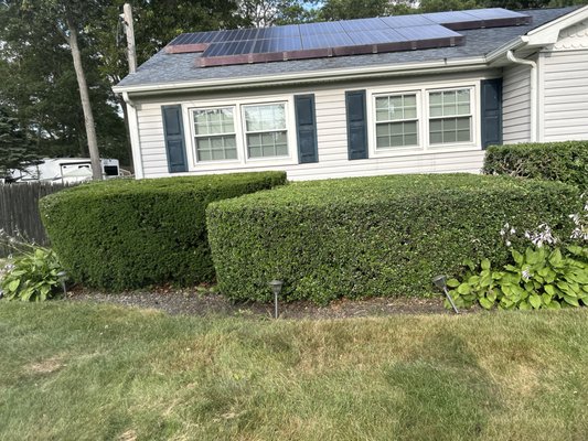 Triming - Trimming of bushes, beautiful Triming - Trimming of bushes, beautiful