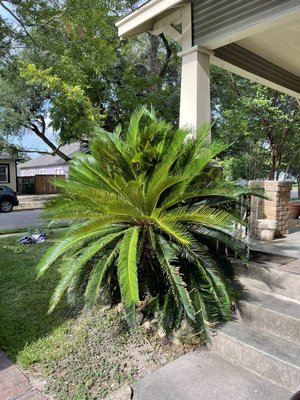 Transplanting sago palm - This beautiful sago was growing to close to my customers house. Recommended to keep the palm and find a new spot to thrive.