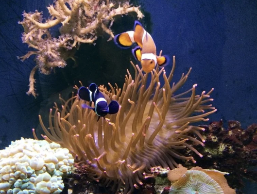 Saltwater Maintenance - Routine Service

During our routine aquarium cleaning visits we will test water quality, freshen water by changing 10-15% of it, siphon gravel to remove build-up of excess fish food and debris, remove filters and safely clean all their parts, remove decor to sanitize to remove any film, clean the glass of the fish tank and ensure all the marine life is happy and healthy.

Maintenance Schedule

Freshwater: Every 3-4 weeks

Saltwater: Every 2-3 weeks