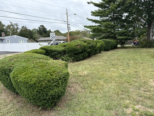 Trinming - Cutting bushes Trinming - Cutting bushes