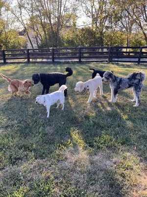 Beautiful country setting - We're nestled on a beautiful farm with a spacious, enclosed outdoor paddock where pups can safely play, socialize, and soak up the fresh air. It's a truly refreshing experience for their doggy spirits! Beautiful country setting - We're nestled on a beautiful farm with a spacious, enclosed outdoor paddock where pups can safely play, socialize, and soak up the fresh air. It's a truly refreshing experience for their doggy spirits!