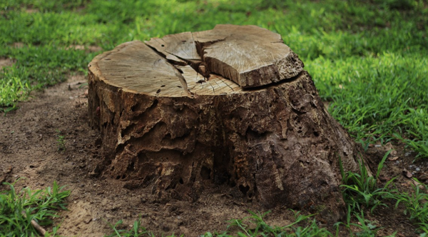 Stump Removal - Call today to book your appointment !