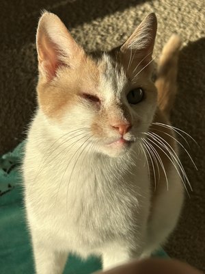 Senior cat care requiring daily medication! - These are some very precious senior cats that require special medical care Senior cat care requiring daily medication! - These are some very precious senior cats that require special medical care