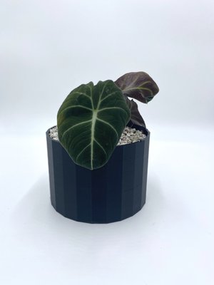 Plants - Most of our special plants sold in store only. Plants - Most of our special plants sold in store only.
