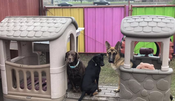 Daycare - Our “daycare” really is a play date!
Here your pup receives a safe, fun, stimulating and structured environment to play. Pups are off-leash and cage free with other dogs who have passed our temperament evaluation, under the supervision of trained staff. Our Posh Pups cannot wait to get into the door for their play dates! From water days, game days, bubble days, to a daily game of fetch, Posh is truly a fun experience for your pup! Numerous benefits with our program include socialization with humans, relief from boredom, prevention of destructive behavior, a chance for the dog to have fun, and a lessening of owner guilt, for those who feel badly about leaving your pup home alone all day. Daycare - Our “daycare” really is a play date!
Here your pup receives a safe, fun, stimulating and structured environment to play. Pups are off-leash and cage free with other dogs who have passed our temperament evaluation, under the supervision of trained staff. Our Posh Pups cannot wait to get into the door for their play dates! From water days, game days, bubble days, to a daily game of fetch, Posh is truly a fun experience for your pup! Numerous benefits with our program include socialization with humans, relief from boredom, prevention of destructive behavior, a chance for the dog to have fun, and a lessening of owner guilt, for those who feel badly about leaving your pup home alone all day.
