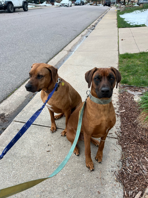 Pet Walking - We offer various walk options to fit your dog's needs and energy level. Our standard walks are 30 minutes long, but we can also accommodate longer or shorter walks depending on your dog's preferences. We can also provide solo walks for dogs who may not do well in a group setting. Our team is experienced in handling all types of dogs, from small breeds to large ones. We prioritize the safety and comfort of each dog, ensuring they receive individualized attention and care during their walk. Pet Walking - We offer various walk options to fit your dog's needs and energy level. Our standard walks are 30 minutes long, but we can also accommodate longer or shorter walks depending on your dog's preferences. We can also provide solo walks for dogs who may not do well in a group setting. Our team is experienced in handling all types of dogs, from small breeds to large ones. We prioritize the safety and comfort of each dog, ensuring they receive individualized attention and care during their walk.