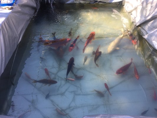 Fish pond water start up with conditioner anti chlorine solutions for koi fish 🐟 - Pond was green , unable to see bottom or koi fish . Did the job right away to prevent koi from getting infected