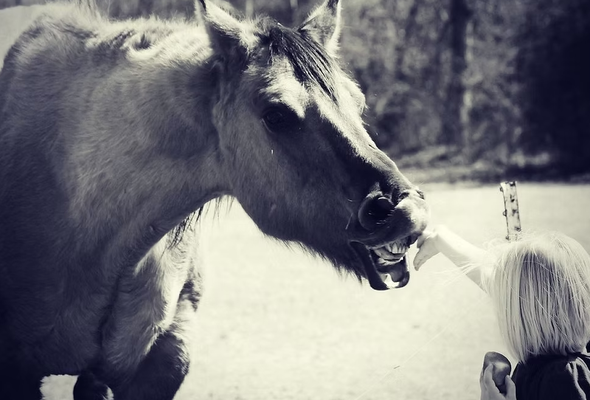 Donate to Pasture Pals Equine Rescue Today - We are a 501c3 and all donations are tax deductible! We do not receive state assistance or regular funding like shelters. We depend on private donors like you. Thank you for your support!
Visit our website today to found out how you can donate towards your favorite equine: https://www.pasturepalser.com/donate-or-sponsor Donate to Pasture Pals Equine Rescue Today - We are a 501c3 and all donations are tax deductible! We do not receive state assistance or regular funding like shelters. We depend on private donors like you. Thank you for your support!
Visit our website today to found out how you can donate towards your favorite equine: https://www.pasturepalser.com/donate-or-sponsor