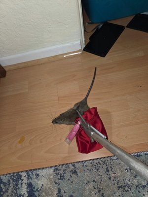 Trap Shy Rat - Think your "unwanted guest" is too smart to be caught? 🐭🍫
We recently evicted this big guy who had been living the sweet life—literally! This rat managed to avoid every trap set for him, even with no other food sources available. Why? Because he had a secret stash of mini candy bars hidden away in his nesting spot! 🍬
Some rats are "trap shy" and will avoid anything new in their environment, especially if they already have a full pantry of your snacks. Dealing with an elusive rodent requires professional tactics to ensure your home is truly cleared.
Keep the critters out for good with these pro tips:
Seal the entry: Rats can fit through a hole the size of a quarter. Use steel wool or hardware cloth to block gaps around pipes and vents.
Scent reset: Clean nesting areas thoroughly to remove pheromone trails that attract other rats.
Tighten the lids: Store all trash and pet food in hard plastic, rat-resistant containers.
Don’t let a clever critter make your home their personal candy shop. If you’re hearing things go bump in the night, give us a call!
📞 Call us today: 352-434-9110
🏠 Schedule your FREE home inspection and personalized solution! Trap Shy Rat - Think your "unwanted guest" is too smart to be caught? 🐭🍫
We recently evicted this big guy who had been living the sweet life—literally! This rat managed to avoid every trap set for him, even with no other food sources available. Why? Because he had a secret stash of mini candy bars hidden away in his nesting spot! 🍬
Some rats are "trap shy" and will avoid anything new in their environment, especially if they already have a full pantry of your snacks. Dealing with an elusive rodent requires professional tactics to ensure your home is truly cleared.
Keep the critters out for good with these pro tips:
Seal the entry: Rats can fit through a hole the size of a quarter. Use steel wool or hardware cloth to block gaps around pipes and vents.
Scent reset: Clean nesting areas thoroughly to remove pheromone trails that attract other rats.
Tighten the lids: Store all trash and pet food in hard plastic, rat-resistant containers.
Don’t let a clever critter make your home their personal candy shop. If you’re hearing things go bump in the night, give us a call!
📞 Call us today: 352-434-9110
🏠 Schedule your FREE home inspection and personalized solution!
