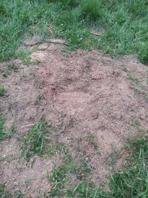 stumps in dayton - these stump were removed for a lovely customer in Dayton who is having us back in her yard this following year for another tree removal.