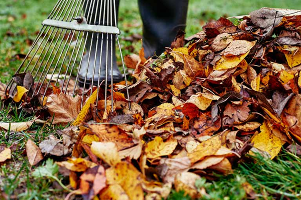 fall leaf pickup services - F&A Lawncare offers leaf pickup and other yard cleanup services during the fall season fall leaf pickup services - F&A Lawncare offers leaf pickup and other yard cleanup services during the fall season