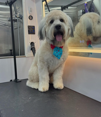 Call today for all of your Grooming needs! - #weathanterrier #softcoatedwheatenterrier #puppy #deerfieldbeach #bocaraton Call today for all of your Grooming needs! - #weathanterrier #softcoatedwheatenterrier #puppy #deerfieldbeach #bocaraton