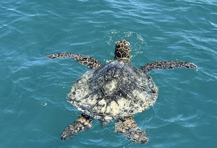 Turtle Canyon Snorkel Tour TURTLES GUARANTEED! - Join us for the experience of a life time! Where you will be snorkeling alongside our beautiful Hawaiian green sea turtles. This ~1hour 40min snorkel tour takes our snorkeler's to the infamous Turtle Canyon. All snorkel gear is included and you will be accompanied by 2 highly experienced in-water snorkel guides who will guide you around the Turtle Canyon reef ecosystem. In addition to turtles, you might see other local marine life. This includes various types of reef fish, eels, octopus, urchins, rays, and dolphins. Here at Island Splash Tours we take great pride in putting our customers experience first! Our boat is built to hold 35ppl onboard but we restrict capacity to 16ppl to ensure the highest comfort and overall experience. Being a smaller group lets us be more agile in the water at the reef. Letting our group explore more and see the most the reef has to offer. Turtle Canyon Snorkel Tour TURTLES GUARANTEED! - Join us for the experience of a life time! Where you will be snorkeling alongside our beautiful Hawaiian green sea turtles. This ~1hour 40min snorkel tour takes our snorkeler's to the infamous Turtle Canyon. All snorkel gear is included and you will be accompanied by 2 highly experienced in-water snorkel guides who will guide you around the Turtle Canyon reef ecosystem. In addition to turtles, you might see other local marine life. This includes various types of reef fish, eels, octopus, urchins, rays, and dolphins. Here at Island Splash Tours we take great pride in putting our customers experience first! Our boat is built to hold 35ppl onboard but we restrict capacity to 16ppl to ensure the highest comfort and overall experience. Being a smaller group lets us be more agile in the water at the reef. Letting our group explore more and see the most the reef has to offer.