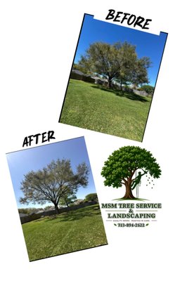 Large tree clean up - Cleaned up this large tree to make it alive again! Large tree clean up - Cleaned up this large tree to make it alive again!