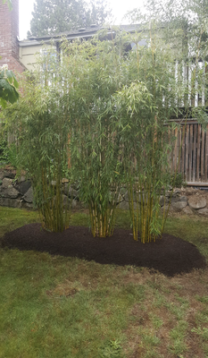 Delivery, Installation and Maintenance - We will deliver, install, care for and maintain, or remove Bamboo that has been neglected or planted inappropriately.  We look forward to hearing from you. Call for a consultation!