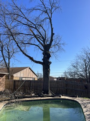 Tree Removal / February 28, 2023 - The customer needed us to remove a 50 ft tree off their property due to the roots causing damage to the nearby pool concrete. After we cut off its branches, we grounded it further until it became a stump. After removing the stump off the property. The team cleared all residual debris and cleared all the small branches that remained.