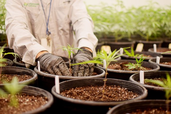 Texas Grown - The highest quality medical marijuana in Texas is made right here in South Austin.