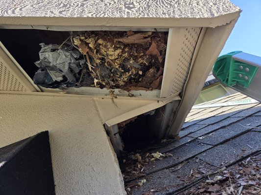 Squirrels Nesting in Soffit - Customer was hearing scratching and chewing. We offer a free wildlife inspection and found they had squirrels nesting in the soffit. We removed the nest, no babies were in the nest. After making sure the attic was clear, the home was sealed. Customer is protected with out 1 year guarantee and providing a 5 star review on our Google profile. Squirrels Nesting in Soffit - Customer was hearing scratching and chewing. We offer a free wildlife inspection and found they had squirrels nesting in the soffit. We removed the nest, no babies were in the nest. After making sure the attic was clear, the home was sealed. Customer is protected with out 1 year guarantee and providing a 5 star review on our Google profile.