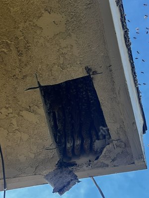 Two Hives at one house! - Customer called us and told us they have two hives at the same property. Went to his house gave him a free estimate and he agreed on the price. Removed the bees in less than 3 hours and relocated them to a safer house. Two Hives at one house! - Customer called us and told us they have two hives at the same property. Went to his house gave him a free estimate and he agreed on the price. Removed the bees in less than 3 hours and relocated them to a safer house.