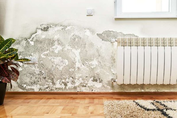 Mold Removal Services - When Should You Request a Visit From Our Mold Removal Specialists?
It’s easy to spot a major mold problem, but the earlier you can catch a mold-related issue, the better.
If you notice any of the following signs, it’s time to request a visit from our mold removal specialists:
Persistent musty odors or visible mold growth, especially in damp areas like basements, attics, or bathrooms
A history of water damage from leaks, flooding, or roof issues that may have left hidden moisture behind
Excessive humidity or condensation that could promote mold growth in poorly ventilated spaces
Don’t wait until mold becomes a bigger issue—address it early to protect your home and health. Our experienced mold removal specialists are ready to assess and resolve your concerns efficiently. Mold Removal Services - When Should You Request a Visit From Our Mold Removal Specialists?
It’s easy to spot a major mold problem, but the earlier you can catch a mold-related issue, the better.
If you notice any of the following signs, it’s time to request a visit from our mold removal specialists:
Persistent musty odors or visible mold growth, especially in damp areas like basements, attics, or bathrooms
A history of water damage from leaks, flooding, or roof issues that may have left hidden moisture behind
Excessive humidity or condensation that could promote mold growth in poorly ventilated spaces
Don’t wait until mold becomes a bigger issue—address it early to protect your home and health. Our experienced mold removal specialists are ready to assess and resolve your concerns efficiently.