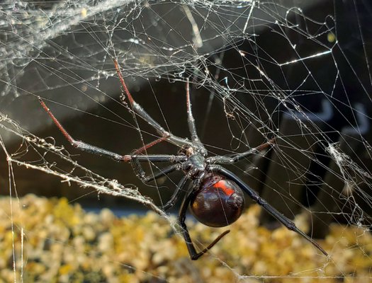 Spider Control - Spiders are arachnids, a class of arthropods that also includes scorpions, mites, and ticks. There are more than 45,000 known species of spiders. Although all spiders have venom to one degree or another, only a handful are dangerous to humans. Those include the black widow and the brown recluse. The vast majority of spiders are harmless to humans and actually help control the insect population that could devastate our crops. Spiders will lay between 2-1,000 eggs depending on the species. Almost all females protect their eggs. The most common spiders in San Diego, California are the Black Widow, Brown Widow and Desert Recluse Spider. Desert Recluse spiders are OFTEN mistakenly identified as brown recluse. Spider Control - Spiders are arachnids, a class of arthropods that also includes scorpions, mites, and ticks. There are more than 45,000 known species of spiders. Although all spiders have venom to one degree or another, only a handful are dangerous to humans. Those include the black widow and the brown recluse. The vast majority of spiders are harmless to humans and actually help control the insect population that could devastate our crops. Spiders will lay between 2-1,000 eggs depending on the species. Almost all females protect their eggs. The most common spiders in San Diego, California are the Black Widow, Brown Widow and Desert Recluse Spider. Desert Recluse spiders are OFTEN mistakenly identified as brown recluse.