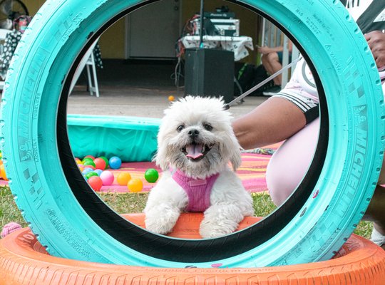 Thursdays Specials! - Every Thursday any DOG Bath is $25. Call to make your appointment!! Thursdays Specials! - Every Thursday any DOG Bath is $25. Call to make your appointment!!