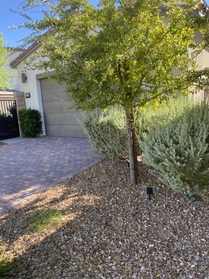 Clean up yard - This house was initially cleaned, and tree trimmed. Letting her shine, what are you waiting for your house to look like, get in touch.