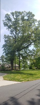 Removing large tree in front yard - Customer requested this tree be removed to allow for visibility of the house from the road and because it was getting close to power lines. The job was completed as requested and the tree was safely removed. Some wood chips were not removed, per customer request, as they will distribute them thought-out the lawn Removing large tree in front yard - Customer requested this tree be removed to allow for visibility of the house from the road and because it was getting close to power lines. The job was completed as requested and the tree was safely removed. Some wood chips were not removed, per customer request, as they will distribute them thought-out the lawn