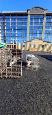 Mr. T's Wildlife Removal - Mr. T's Wildlife Removal is a humane nuisance animal control and prevention service that will rid of any unwanted pest invading your home and or business. We also provide odor sanitation with attic clean up, dead animal removal, mice/rat extermination and wildlife exclusion (wildlife proofing) work on homes and buildings with guaranteed success at keeping animals out. 1 year warranty comes on all work installed on property.