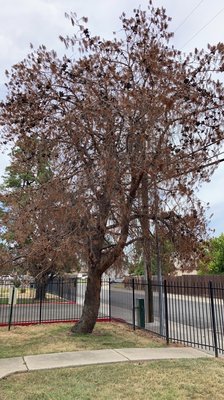 Fourth of July emergency request - This project was an emergency request to remove and stump grind the pine tree, a couple of days prior to the Fourth of July holiday. Our client mentioned that it was a huge fire risk for the commercial property, since it was an already dead tree, and due to the illegal fireworks constantly going off in the area. We expedited this request and got the Job done in a safe and timely manner. Fourth of July emergency request - This project was an emergency request to remove and stump grind the pine tree, a couple of days prior to the Fourth of July holiday. Our client mentioned that it was a huge fire risk for the commercial property, since it was an already dead tree, and due to the illegal fireworks constantly going off in the area. We expedited this request and got the Job done in a safe and timely manner.