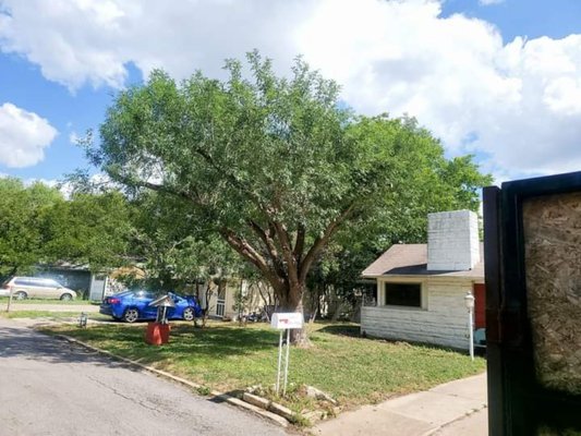 Tree pruning - This client call us to cut All the dead branches of his tree. Satisfied Customer!!! Tree pruning - This client call us to cut All the dead branches of his tree. Satisfied Customer!!!