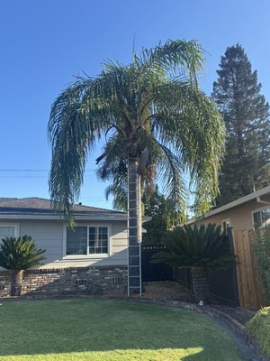 Palm cleaning - We take pride in our work. We do all the jobs with care and pride. Our customers are happy with our service because our experience allows us to do the job right and do it safe. We make sure that the trees we trim, prune or clean are left healthy so they can keep thriving. Palm cleaning - We take pride in our work. We do all the jobs with care and pride. Our customers are happy with our service because our experience allows us to do the job right and do it safe. We make sure that the trees we trim, prune or clean are left healthy so they can keep thriving.