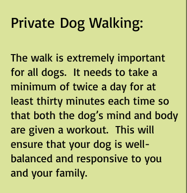 Dog Walking - Let us help you and walk your dogs while you are on Zoom meeting or on conference calls at home. The walk is extremely important for all dogs. It needs to take a minimum of twice a day for at least thirty minutes each time so that both the dog’s mind and body are given a workout. This will ensure that your dog is well-balanced and responsive to you and your family. Dog Walking - Let us help you and walk your dogs while you are on Zoom meeting or on conference calls at home. The walk is extremely important for all dogs. It needs to take a minimum of twice a day for at least thirty minutes each time so that both the dog’s mind and body are given a workout. This will ensure that your dog is well-balanced and responsive to you and your family.