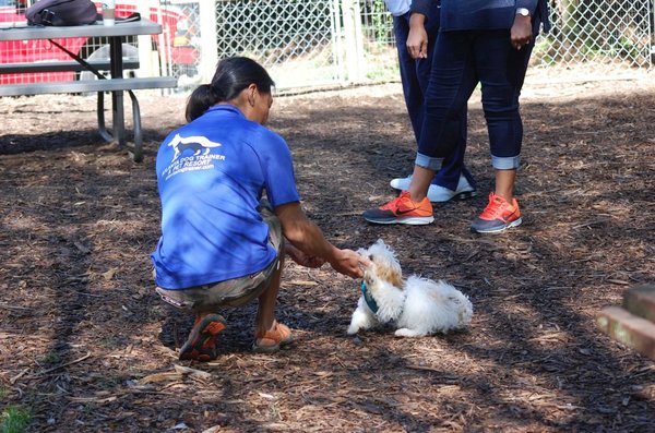 atlanta dog trainer