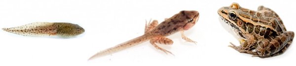 It's Not Easy Being Tween - “Maddie,” a pre-teen I’m working with was sharing how hard it’s been for her to navigate the ever-changing elements of her life. Her friends’ group was in flux. Her family was in flux. She was apprehensive about starting middle school and already worried about getting into college. And worst of all, her body was changing, visibly and invisibly.
I suggested she consider every experience as a deposit in a very important Resilience Account and assured her she was in the process of building a super foundation for a successful life. I also commiserated about how exhausting it all can be. I then asked Maddie to think about the difference between a butterfly and a frog.
“Ask for a symbol for transformation and most people think of a butterfly,” I said. Maddie agreed that to go from sturdy, fuzzy, crawling caterpillar to delicate, winged butterfly was pretty cool.
“But guess what,” I continued. “That whole life-changing caterpillar-to-butterfly process happens in total seclusion. Safe in its cocoon, the caterpillar liquifies and re-emerges into its new butterfly awesomeness. The whole time it’s been transforming, it’s been completely protected and free from outside demands, distractions and drains. I bet the change was still somewhat painful but so much easier than it would have been if it were happening ‘in the real world’.”
Then I invited Maddie to picture a tadpole on its way to transforming into a frog.
“What must it be like,” I asked her. “At some point, a tadpole swimming around in the pond realizes he’s breathing through lungs, not gills; his fins are disappearing; and he’s got some use for the legs now dangling from his body. Mom and dad are nowhere to be found. Does she have any understanding about what is happening to her? Might there be days of confusion when the creature-in-transition doesn't know who she is, where she belongs, what her purpose is, how to get around or even how she’s managing to stay alive?”
Maddie was smiling. “Yeah, I get it,” she said. “I’ve got a tadpole-frog thing going, not a caterpillar-butterfly thing.”
“Yeah, and it’s all good,” I reassured her.
We went on to do some EFT on the emotional charge of the various experiences she was having. At our next session we did more tapping and I recorded a calming, supportive hypnotherapy meditation for her to listen to at bedtime. Maddie loves EFT and I love Maddie’s hugs at the end of our sessions.
Being a tween or teen is challenging enough but the aftermath of Covid-imposed isolation and social media craziness have added a new layers of complexity to navigate. Young nervous systems are overloaded and anxiety is rampant. Whether you have kids or not, maybe you can relate?
I’d love to be of service to you and your family. Most of my work is self-help-based and offers tools, techniques and perspectives that children can use the rest of their lives. Just keep in mind that it’s not enough for you to want to help your child gain those tools; it’s the child who needs to want the change for the better. Call me and we can talk about it. It's Not Easy Being Tween - “Maddie,” a pre-teen I’m working with was sharing how hard it’s been for her to navigate the ever-changing elements of her life. Her friends’ group was in flux. Her family was in flux. She was apprehensive about starting middle school and already worried about getting into college. And worst of all, her body was changing, visibly and invisibly.
I suggested she consider every experience as a deposit in a very important Resilience Account and assured her she was in the process of building a super foundation for a successful life. I also commiserated about how exhausting it all can be. I then asked Maddie to think about the difference between a butterfly and a frog.
“Ask for a symbol for transformation and most people think of a butterfly,” I said. Maddie agreed that to go from sturdy, fuzzy, crawling caterpillar to delicate, winged butterfly was pretty cool.
“But guess what,” I continued. “That whole life-changing caterpillar-to-butterfly process happens in total seclusion. Safe in its cocoon, the caterpillar liquifies and re-emerges into its new butterfly awesomeness. The whole time it’s been transforming, it’s been completely protected and free from outside demands, distractions and drains. I bet the change was still somewhat painful but so much easier than it would have been if it were happening ‘in the real world’.”
Then I invited Maddie to picture a tadpole on its way to transforming into a frog.
“What must it be like,” I asked her. “At some point, a tadpole swimming around in the pond realizes he’s breathing through lungs, not gills; his fins are disappearing; and he’s got some use for the legs now dangling from his body. Mom and dad are nowhere to be found. Does she have any understanding about what is happening to her? Might there be days of confusion when the creature-in-transition doesn't know who she is, where she belongs, what her purpose is, how to get around or even how she’s managing to stay alive?”
Maddie was smiling. “Yeah, I get it,” she said. “I’ve got a tadpole-frog thing going, not a caterpillar-butterfly thing.”
“Yeah, and it’s all good,” I reassured her.
We went on to do some EFT on the emotional charge of the various experiences she was having. At our next session we did more tapping and I recorded a calming, supportive hypnotherapy meditation for her to listen to at bedtime. Maddie loves EFT and I love Maddie’s hugs at the end of our sessions.
Being a tween or teen is challenging enough but the aftermath of Covid-imposed isolation and social media craziness have added a new layers of complexity to navigate. Young nervous systems are overloaded and anxiety is rampant. Whether you have kids or not, maybe you can relate?
I’d love to be of service to you and your family. Most of my work is self-help-based and offers tools, techniques and perspectives that children can use the rest of their lives. Just keep in mind that it’s not enough for you to want to help your child gain those tools; it’s the child who needs to want the change for the better. Call me and we can talk about it.