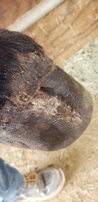 Donkey with Abscess - This 28-year-old jenny had a significant abscess that had already blown out the coronet band but was still active. Once the hoof wall was cut away, we soaked her foot with a zinc solution until no further drainage was seen. We packed the sole and cut-out area with hoof stuff to kill further bacteria growth. Then we covered it with a baby diaper to help with absorption and vet wrap to hold it all in place. Finally, duct tape was added for protection. The wrap needs to be redone every 4 days for a couple of weeks. Once we are satisfied the infection is gone, we will localize the antibacterial application and use vet wrap with a long-term boot until the hoof wall grows back. This will allow better air circulation, so the hoof does not get too soft while protecting it from bacterial growth and a return of the infection. The last image shows the wear after 4-5 days, so it is a good sign she is comfortable and moving around with her buddies now. Donkey with Abscess - This 28-year-old jenny had a significant abscess that had already blown out the coronet band but was still active. Once the hoof wall was cut away, we soaked her foot with a zinc solution until no further drainage was seen. We packed the sole and cut-out area with hoof stuff to kill further bacteria growth. Then we covered it with a baby diaper to help with absorption and vet wrap to hold it all in place. Finally, duct tape was added for protection. The wrap needs to be redone every 4 days for a couple of weeks. Once we are satisfied the infection is gone, we will localize the antibacterial application and use vet wrap with a long-term boot until the hoof wall grows back. This will allow better air circulation, so the hoof does not get too soft while protecting it from bacterial growth and a return of the infection. The last image shows the wear after 4-5 days, so it is a good sign she is comfortable and moving around with her buddies now.