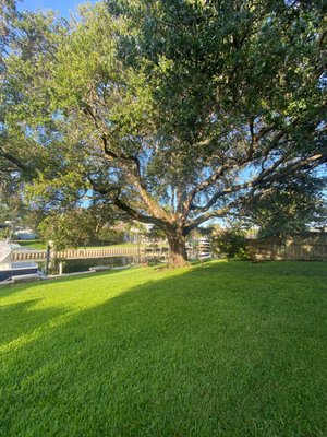 Tree Services - Our professionals provide tree removal, tree trimming and tree pruning, tree fertilization and many other tree services in the area!