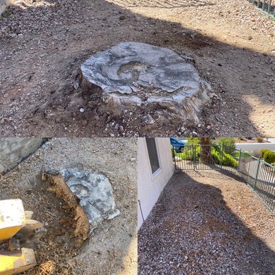 Stump Grinding - Reach out today to schedule a consultation and experience the difference our expert tree care services can make for your property. Text or Call for a free estimate!