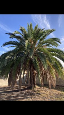 Palm clean up - Client wanted all dead leafs out & cleaned up from inside - out.