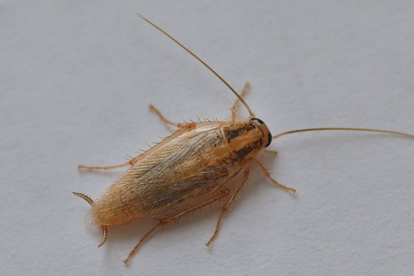 Cockroach Removal Service - Have Roaches invaded your kitchen in your home or Restaurant? Seeing Evidence of Roaches in your cabinet or around appliances? Have you tried to remedy the infestation on your own and it didn't work? Call or text us today to schedule your free pest consultation so we can help you eliminate these disease spreading pests. Cockroach Removal Service - Have Roaches invaded your kitchen in your home or Restaurant? Seeing Evidence of Roaches in your cabinet or around appliances? Have you tried to remedy the infestation on your own and it didn't work? Call or text us today to schedule your free pest consultation so we can help you eliminate these disease spreading pests.