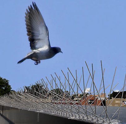 Bird and pest deterrents - We can provide and install a variety of pest deterrents.