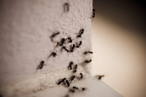 Elk Grove Ant Control - Although they are not very large in size, ants create a huge problem for home and business owners. Not only are these insects a major nuisance to find around the home, but they can destroy a lot of food products. Before these creatures take over your property, call Suburban Pest Control! Elk Grove Ant Control - Although they are not very large in size, ants create a huge problem for home and business owners. Not only are these insects a major nuisance to find around the home, but they can destroy a lot of food products. Before these creatures take over your property, call Suburban Pest Control!