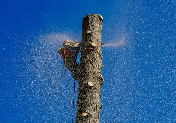 Hazardous Tree Removal - Nervous about that 100' Ponderosa Pine that's leaning right over your living room? How about that big Elm that's over your shop?
Let the licensed and insured experts at All Seasons Tree Service handle it. All Seasons Tree Service are the best hazardous tree removal professionals in the Spokane/ Coeur d'Alene area. Hazardous Tree Removal - Nervous about that 100' Ponderosa Pine that's leaning right over your living room? How about that big Elm that's over your shop?
Let the licensed and insured experts at All Seasons Tree Service handle it. All Seasons Tree Service are the best hazardous tree removal professionals in the Spokane/ Coeur d'Alene area.
