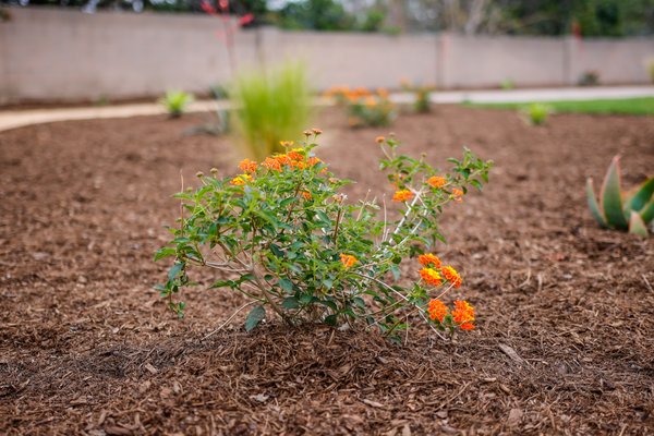 Plants & Decorative Rocks - Our combination of plants and decorative rock work brings the beauty of nature to life with an artful touch. Lush greenery and vibrant blooms intertwine with carefully selected rocks and stones, creating a landscape that is both visually stunning and harmoniously balanced.