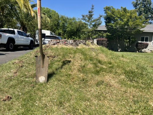 Mount St Stump - This customer had a tree removed but it left a large mound in the front yard. Stump and mound leveled. Mount St Stump - This customer had a tree removed but it left a large mound in the front yard. Stump and mound leveled.