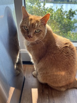 Quality Time Before We Begin - We ensure that we spend a great amount of bonding time with your pets, to guarantee they are comfortable when in our care. Rather you're a new client or exciting , you can be confident that your fur pals are in good hands.