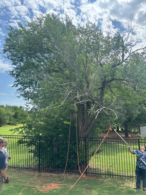 Tree trimming - Removing dead limbs from the tree and off of the fence Tree trimming - Removing dead limbs from the tree and off of the fence
