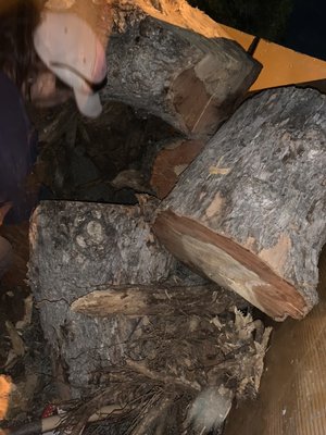 Large Tree Debri - Client called in last minute because storm caused The Tree to knock down Large Tree Debri - Client called in last minute because storm caused The Tree to knock down