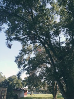 side trimmed trees - we removed all of the limbs that wsre hanging over this home